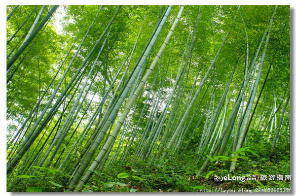 木坑竹海(圖文)