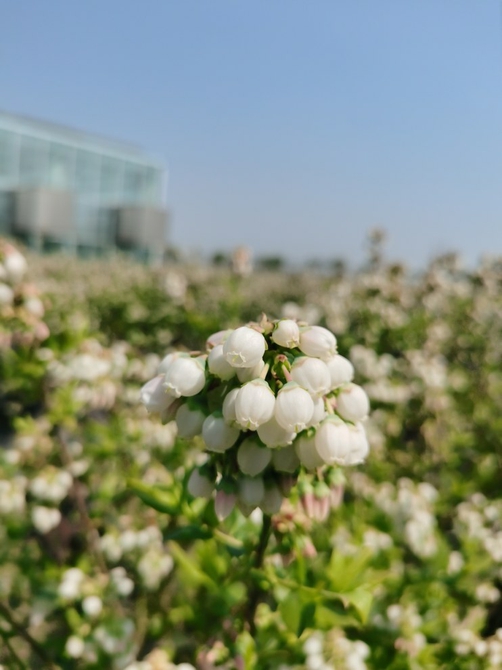 （轉載）“花經濟”煥發(fā)<a href=http://www.arpwindows.com target=_blank class=infotextkey>旅游</a>新活力 四川“花樣文章”好看又致富