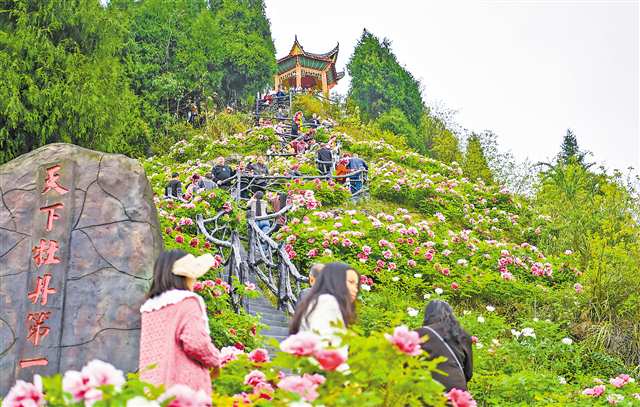 重慶墊江：牡丹開出“花經(jīng)濟”