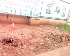 25棵綠化樹被砍伐是誰這么干?�？诰浇槿胝{(diào)查(圖文)
