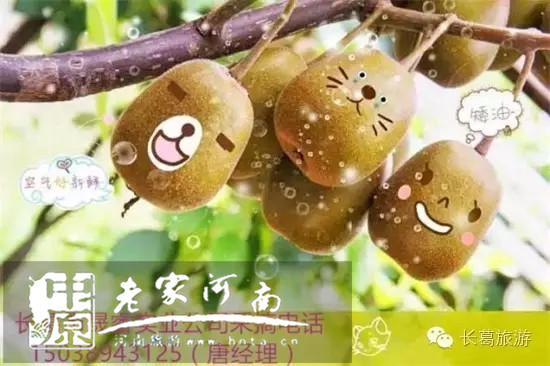 8月果香，采摘長葛吳崗村最甜獼猴桃
