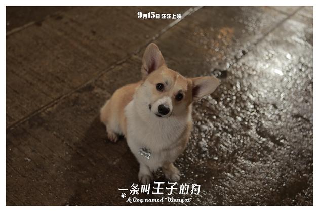 《一條叫王子的狗》柯基王子曲折身世揭秘
