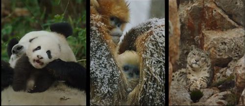 《我們誕生在中國(guó)》上映 感受動(dòng)物世界的親情