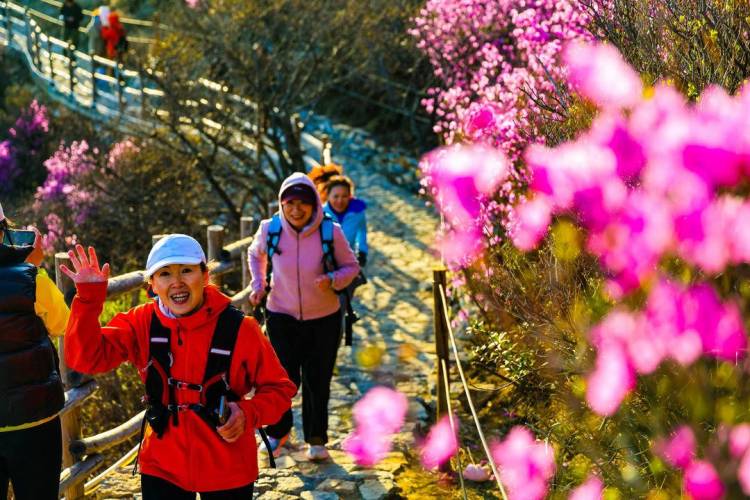 大連：一山觀兩海，云中賞杜鵑