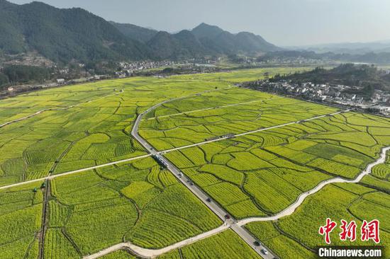 航拍貴定盤(pán)江鎮(zhèn)音寨村金海雪山景區(qū)綻放的油菜花。　中新網(wǎng)記者 瞿宏倫 攝