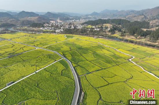 航拍貴定盤(pán)江鎮(zhèn)音寨村金海雪山景區(qū)綻放的油菜花。　中新網(wǎng)記者 瞿宏倫 攝