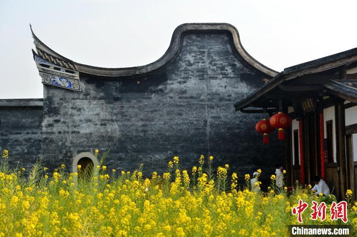 圖為油菜花與古厝相得益彰。　中新網(wǎng)記者 呂明 攝