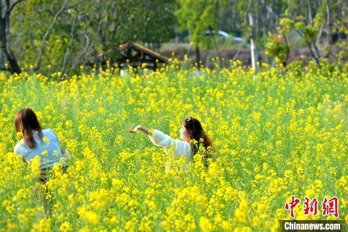 圖為游客在油菜花地拍照�！≈行戮W(wǎng)記者 呂明 攝