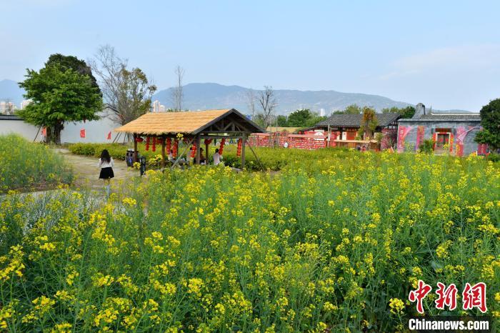 圖為梁厝特色歷史文化街區(qū)油菜花競相開放�！≈行戮W(wǎng)記者 呂明 攝