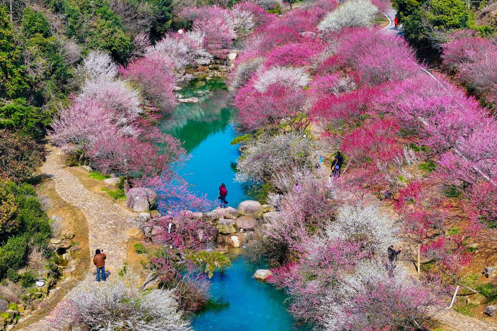 浙江長(zhǎng)興：梅花綻放醉游人