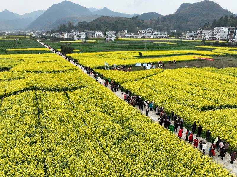 4、桐梓縣官倉鎮(zhèn)油菜花開了。王印 攝.jpg