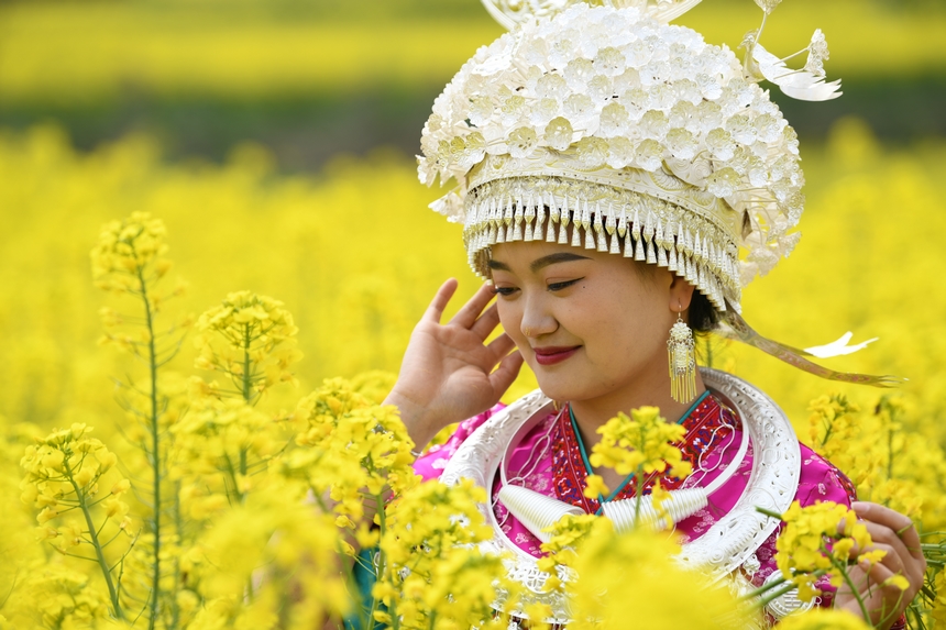 貴州黃平：油菜花開(kāi)引客來(lái)