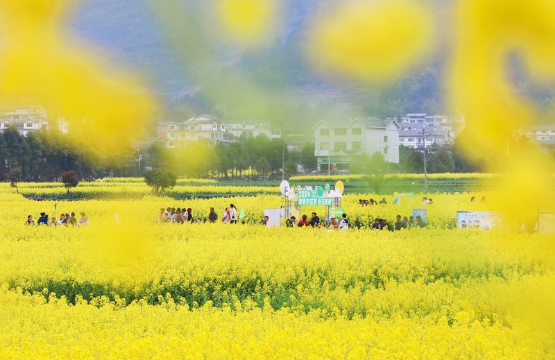 3、桐梓縣官倉鎮(zhèn)油菜花開了。陳桂良 攝.JPG