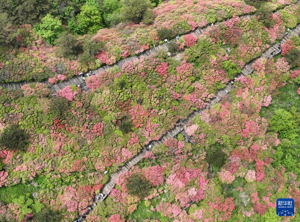 湖北麻城：十萬畝杜鵑盛開迎客