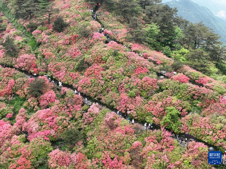 湖北麻城：十萬畝杜鵑盛開迎客
