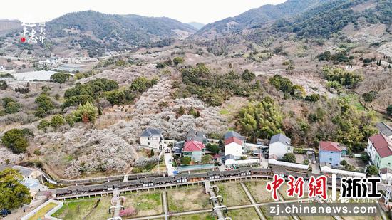萬畝梅林。閆石供圖