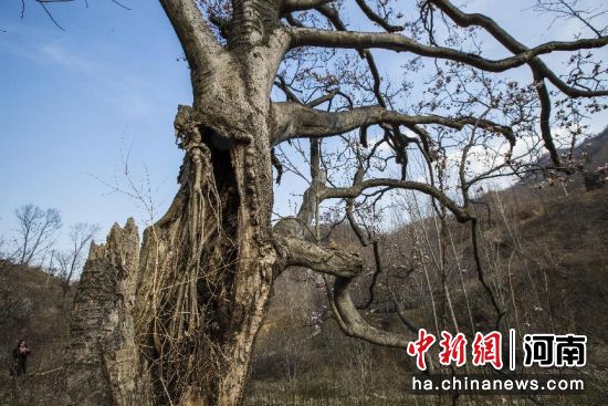 魯山古樹成一景。