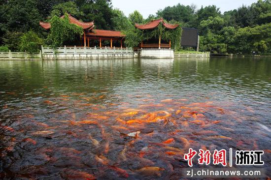 永康市園周村映湖錦鯉 金華市水利局供圖