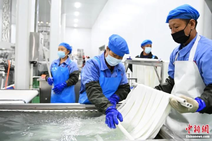 圖為甘肅省定西市安定區(qū)一馬鈴薯寬粉生產(chǎn)基地內(nèi)，工作人員正在進(jìn)行定西寬粉制粉工作。李亞龍 攝