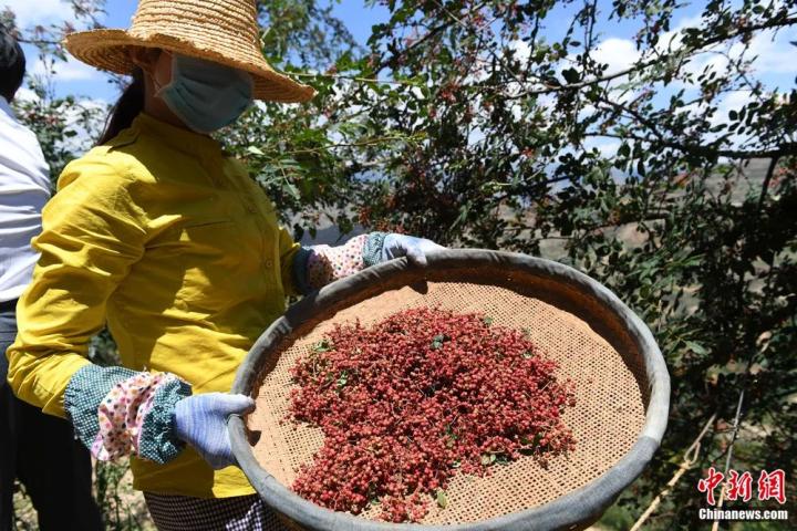 圖為地處秦巴山區(qū)的甘肅隴南市武都區(qū)迎來花椒收獲季節(jié)。楊艷敏 攝