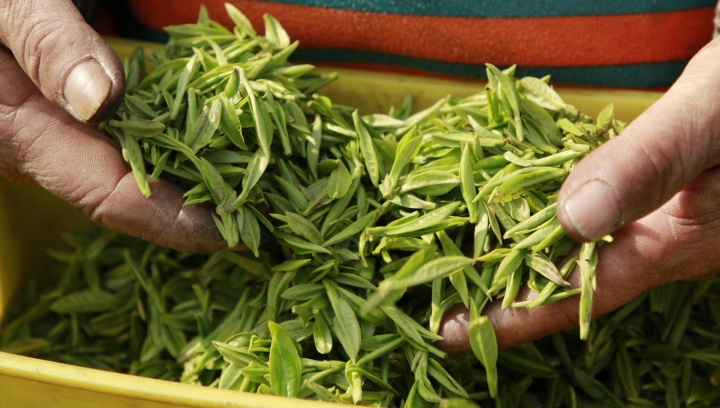 采茶工人采摘后的茶青。蔡正玲攝