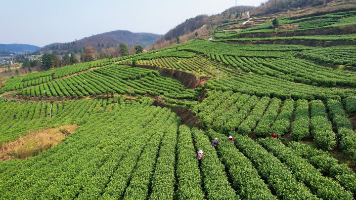 <a href=http://www.gzculture.net target=_blank class=infotextkey>畢節(jié)</a>市金沙縣店民村茶葉基地。廖乾均攝