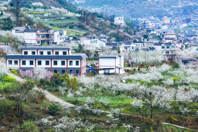 桃李花開，丘林村被層層包裹。丘林村供圖.jpg