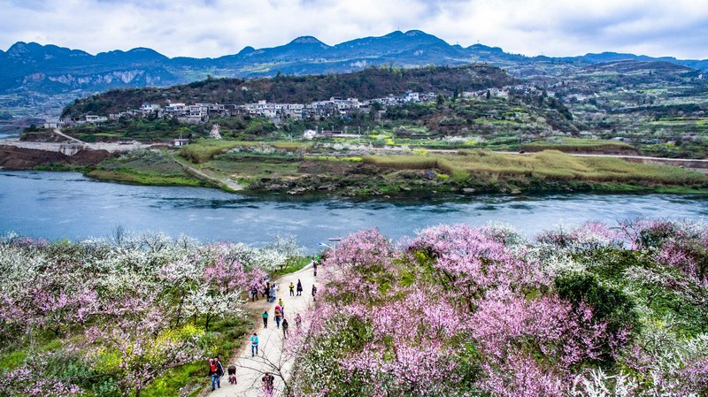 市民游客正在踏青賞花。丘林村供圖.jpg