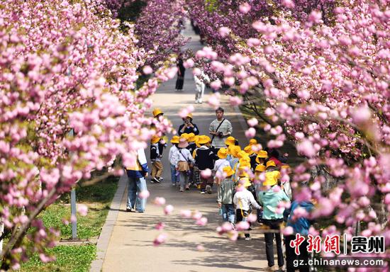 貴州六盤水：“浪漫粉紅”穿城而過 踏春賞櫻正當(dāng)時