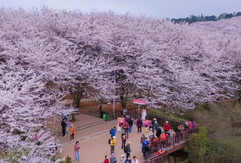 詩與遠(yuǎn)方倚花綻放 貴州花經(jīng)濟(jì)扮靚鄉(xiāng)村