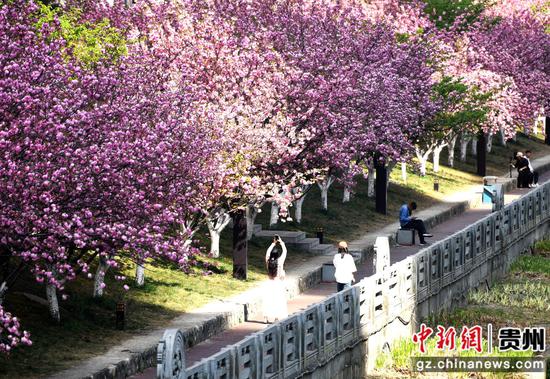 水城河畔櫻花盛開(kāi)。