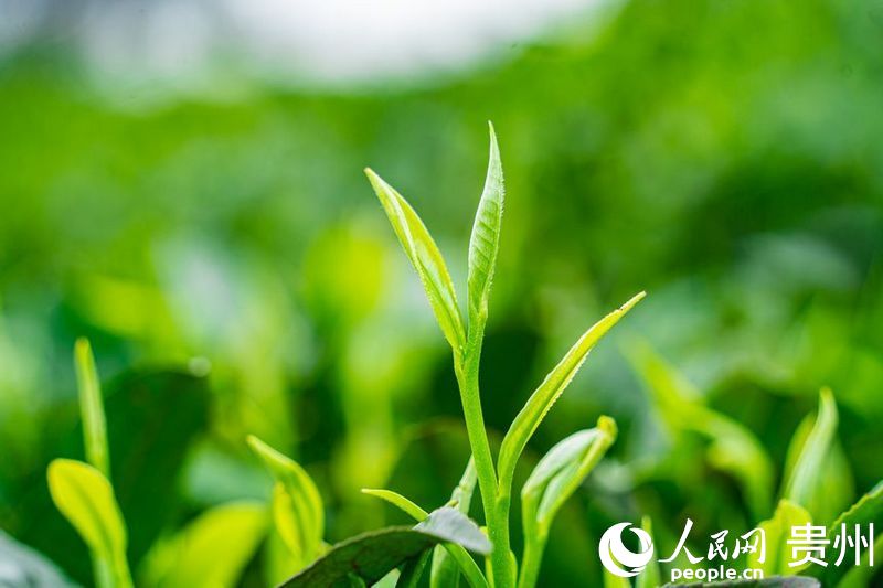茶園內(nèi)剛剛長(zhǎng)出的茶芽。人民網(wǎng) 陽(yáng)茜攝