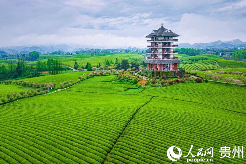 航拍貴州省遵義市湄潭縣的萬(wàn)畝茶海景區(qū)。人民網(wǎng)記者 涂敏攝
