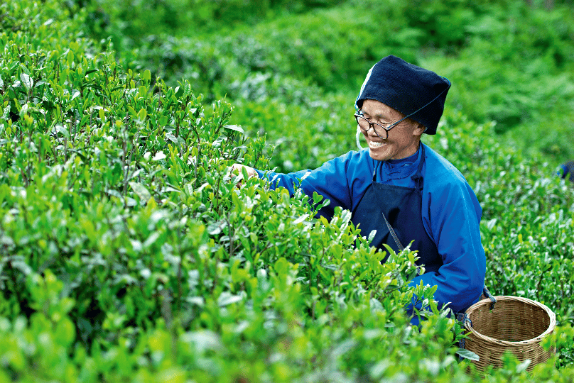 品黔茶 賞櫻花｜一眼萬年！來這場圖展解鎖貴州茶的故事