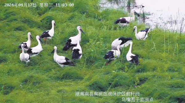 首次發(fā)現(xiàn)！ “鳥中國寶”東方白鸛在湖南繁殖_fororder_22