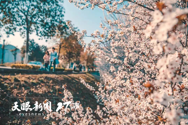 8. 貴州師范學(xué)院“十米花林”。圖源：貴州師范學(xué)院官微.jpg