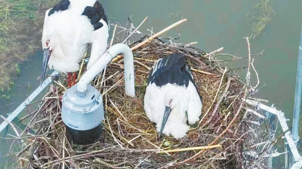 首次發(fā)現(xiàn)！ “鳥中國寶”東方白鸛在湖南繁殖_fororder_33