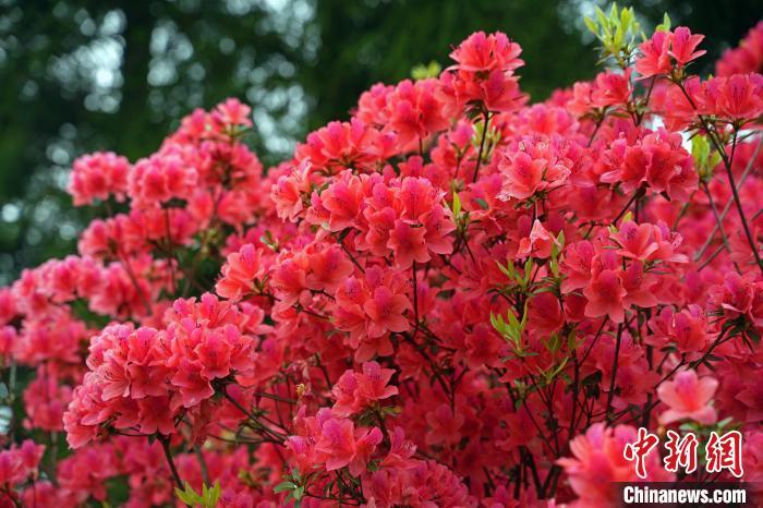 杜鵑花又名映山紅、山石榴等，顏色鮮艷亮麗�！●易訌�(qiáng) 攝