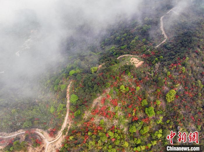 杜鵑花開迎客來 “小高速”開啟致富路