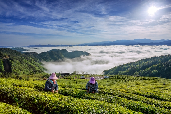 雷山銀球茶問鼎中國(guó)好綠茶貴州金獎(jiǎng)茶王_fororder_高山云霧出好茶2-楊昌國(guó)