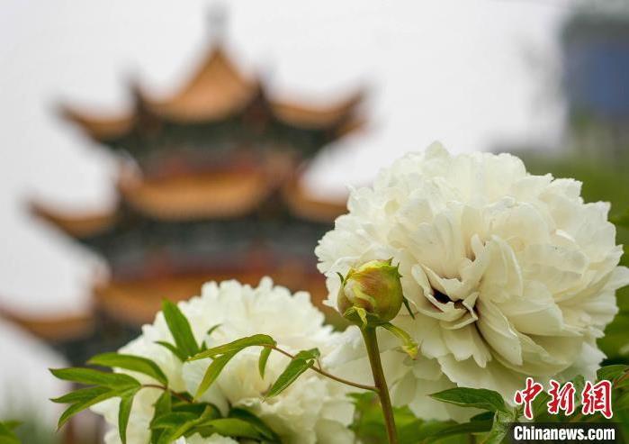 臨夏自古以來就有栽培牡丹的歷史。此為2020年，臨夏牡丹盛開圖。(資料圖)臨夏市委宣傳部供圖