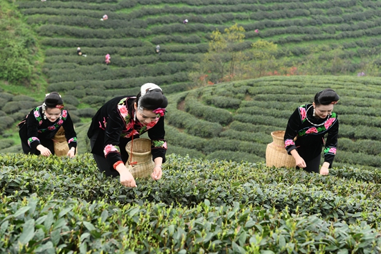雷山銀球茶問鼎中國(guó)好綠茶貴州金獎(jiǎng)茶王_fororder_圖為雷山茶農(nóng)在采茶 李玉貴攝