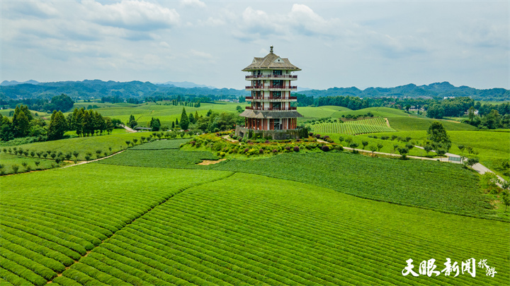 湄潭萬畝茶海.貴州日報天眼<a href=http://www.arpwindows.com target=_blank class=infotextkey>新聞</a>記者  盛亞億.jpg
