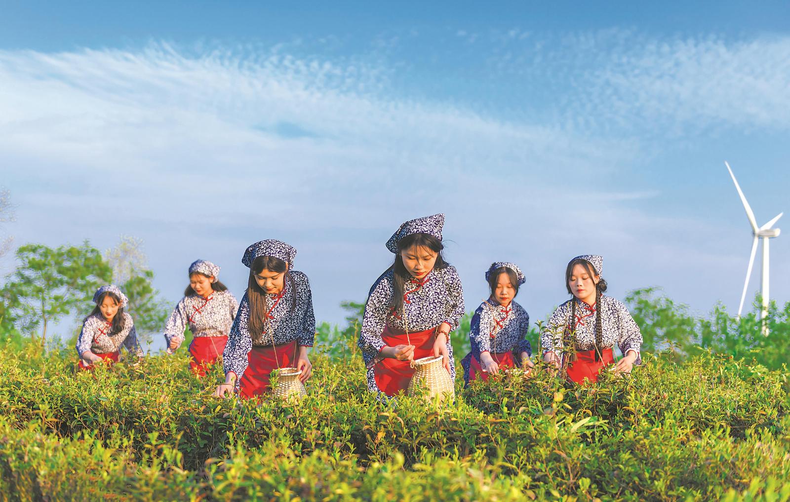 4月23日，地處江淮分水嶺的來安縣半塔鎮(zhèn)龍臥寺的近千畝茶場進(jìn)入采摘期，吸引眾多游客前來體驗采茶樂趣。近年來，該鎮(zhèn)依托江淮分水嶺良好生態(tài)環(huán)境優(yōu)勢，積極探索“茶旅融合”發(fā)展，走出了一條“多元、融合、生態(tài)、可持續(xù)”的茶產(chǎn)業(yè)發(fā)展途徑。 通訊員 呂 華 攝