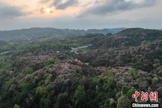航拍百里杜鵑景區(qū)。中新網(wǎng)記者瞿宏倫攝