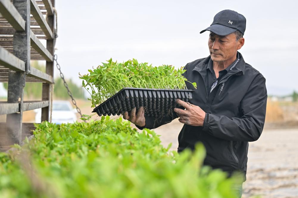 機械化 智能化 自動化——新疆番茄產(chǎn)業(yè)發(fā)展一線觀察