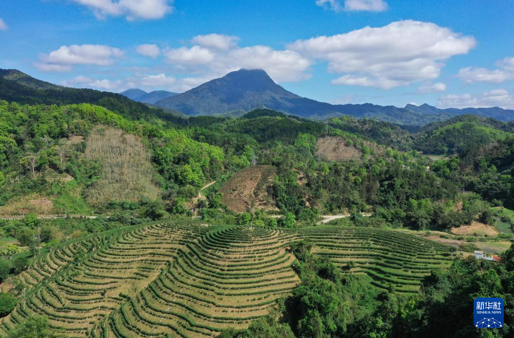 海南五指山：早春茶園迎客來