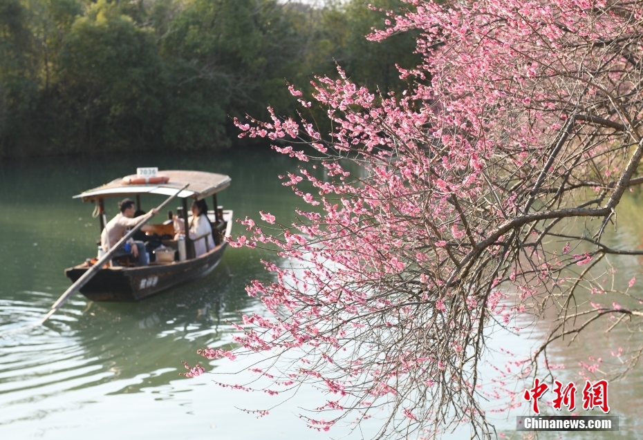 浙江杭州：西溪百畝梅花醉游人