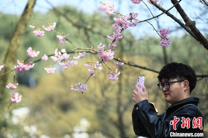 重慶南山植物園3000株早櫻綻放美醉游人