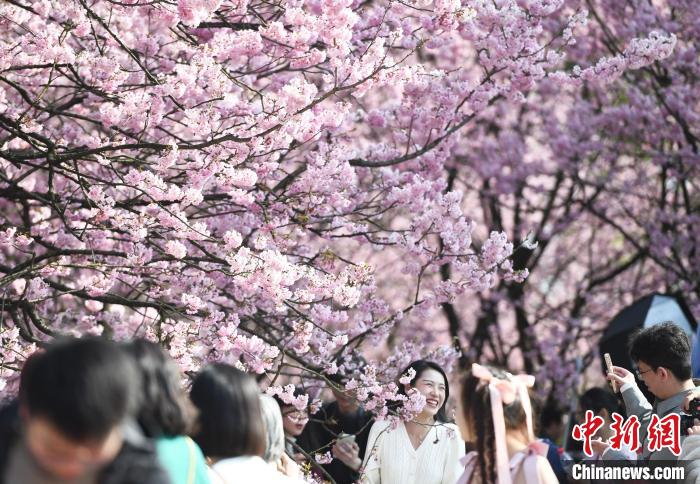 重慶南山植物園3000株早櫻綻放 美醉游人